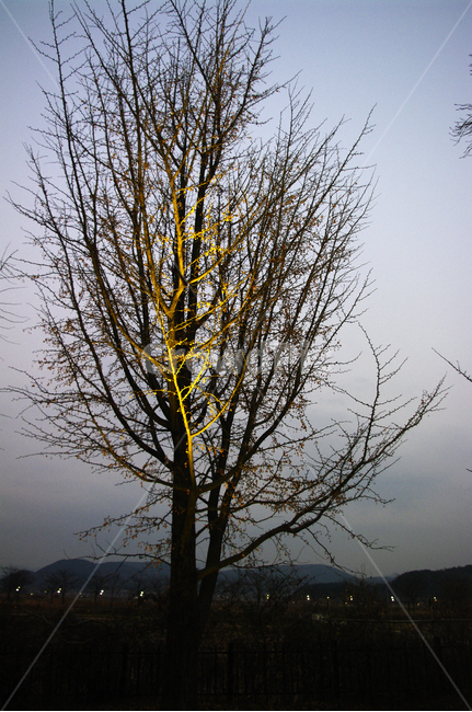 나무,조명,빛,식물,plant,자연,풍경,nature,landscape,식물,plants,나무,trees,wood,tree,tree trunk,나무 줄기