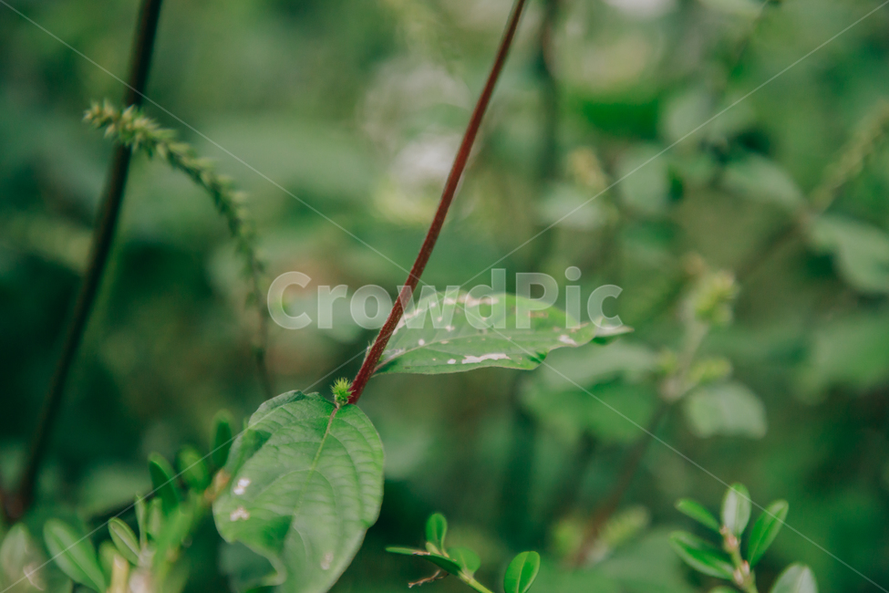풀,자연,초록,식물,풀잎,잎,잎사귀,식물,자연,plants,nature,비,비오는날,rain,rainy
