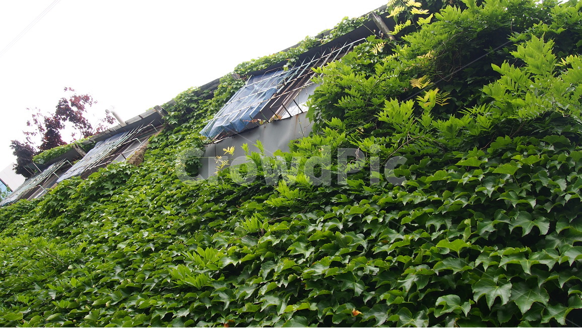 담,담쟁이,오래된집,덩쿨,초록,담쟁이덩쿨,식물,자연,plants,nature,건축물,건물외관,exterior,building,structure,architecture,construction