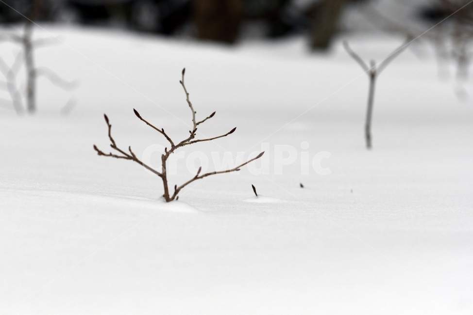 겨울,풍경,한라산,눈,겨울산,눈꽃,제주도,상고대,나무,서리,겨울,계절,winter,season