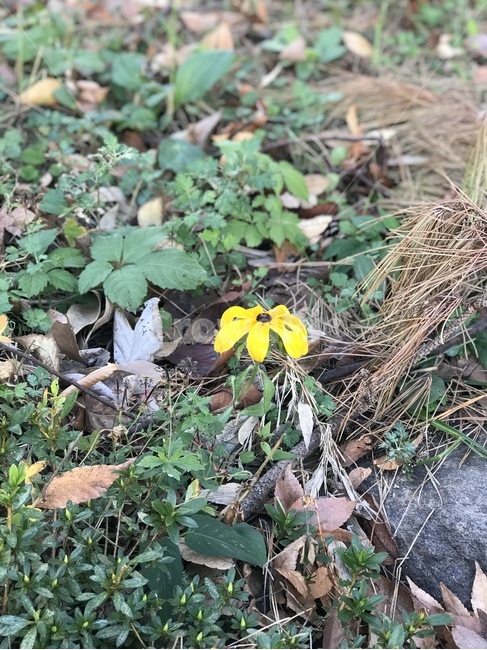 plant,식물,leaf,잎,꽃,flower,야생,풀,풀잎,식물,자연,plants,nature,꽃,flower