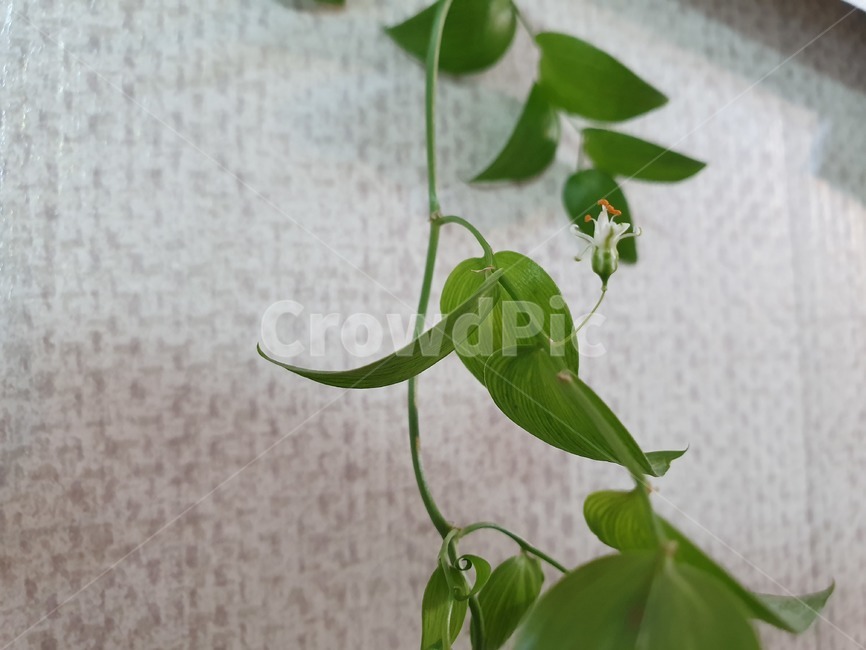 잎,leaf,식물,plant,스마일락스,꽃