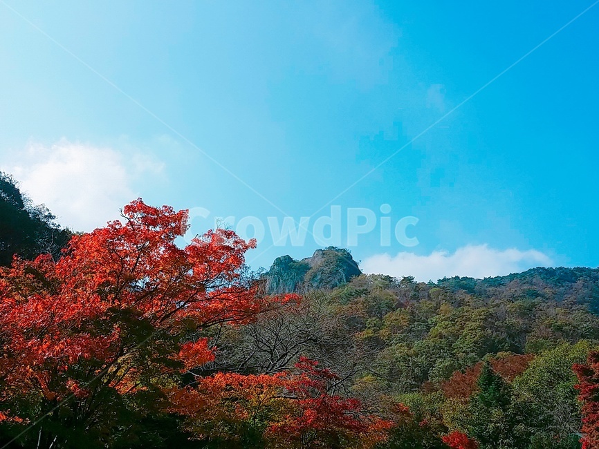 단풍,maple,식물,plant,나무,tree,잎,leaf,하늘,sky