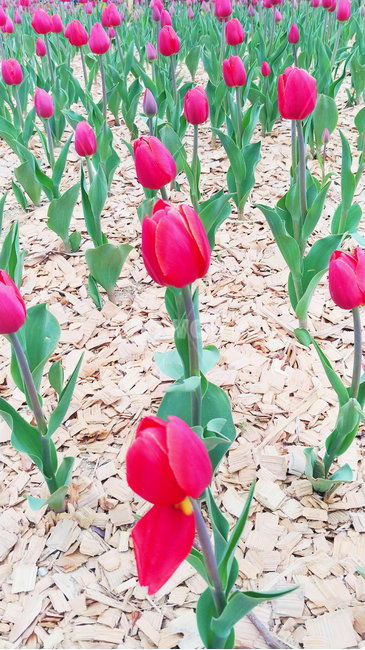 튤립,꽃,봄꽃,식물,tulip,flower,정원,봄,화단,spring,봄,계절,spring,season,식물,자연,plants,nature,꽃,flower,plant,blossom