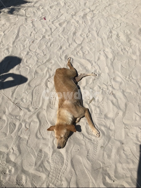 강아지,해변,낮잠,애완견,개,동물,animal,포유류,mammal,개,강아지,dog,doggy