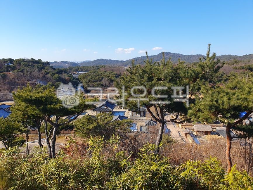 Buyeo History,nature,Buyeo Historic Site,Buyeo History Theme Park,tree,Baekje Cultural Complex,Baekje Historical and Cultural Complex