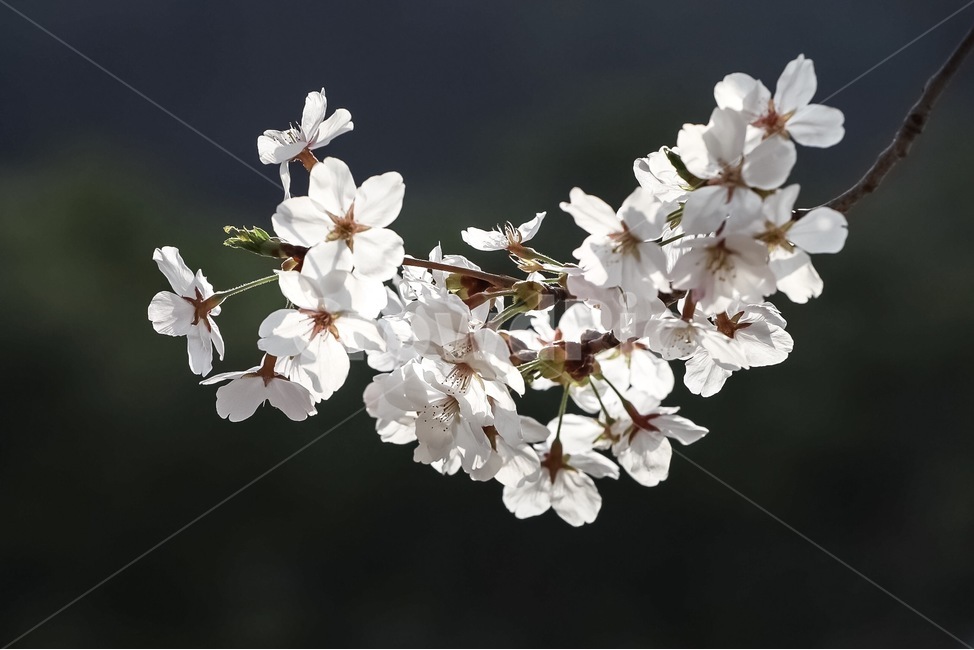 봄,자연,벚꽃,빛,풍경,봄,계절,spring,season,식물,자연,plants,nature,꽃,flower,plant
