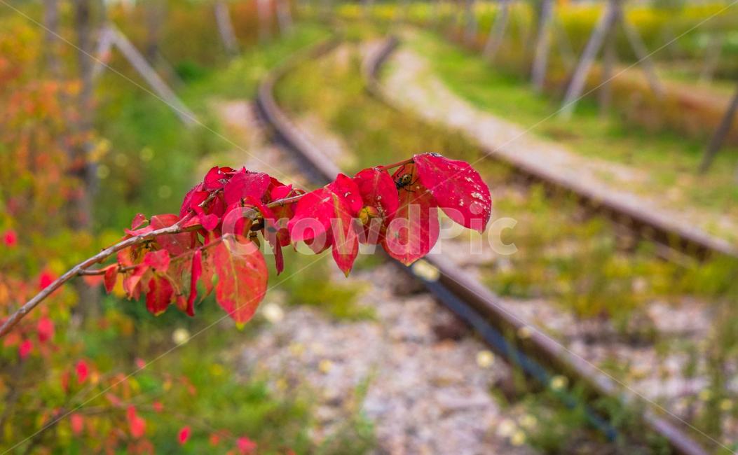 단풍,철길,기찻길,레일,가을,나무,가을,계절,fall,autumn,season,식물,자연,plants,nature,leaf,잎,plant