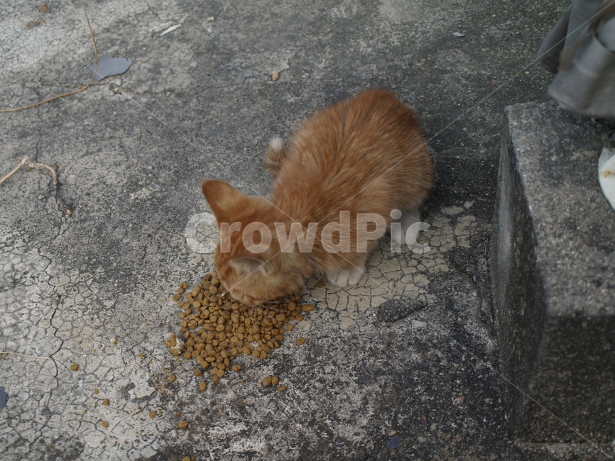 고양이,새끼고양이,뽀시래기,귀여운새끼고양이,cat,동물,animal,포유류,mammal,고양이,cat,kitten,kitty