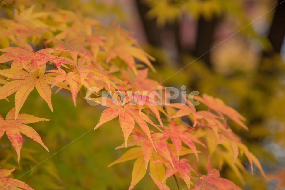 가을,나무,단풍,노랑,물든,가을,계절,fall,autumn,season,plant,식물,leaf,잎,tree