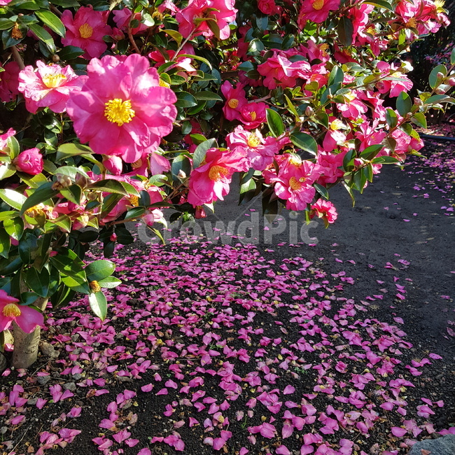 꽃,flower,동백꽃,제주,나무,빨간색,겨울,사랑스러움,이쁨,꽃잎,식물,노랑