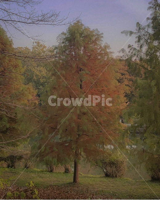 풍경,나무,컬러풀,가을,가을색,가을나무,감성,nature,자연,식물,tree