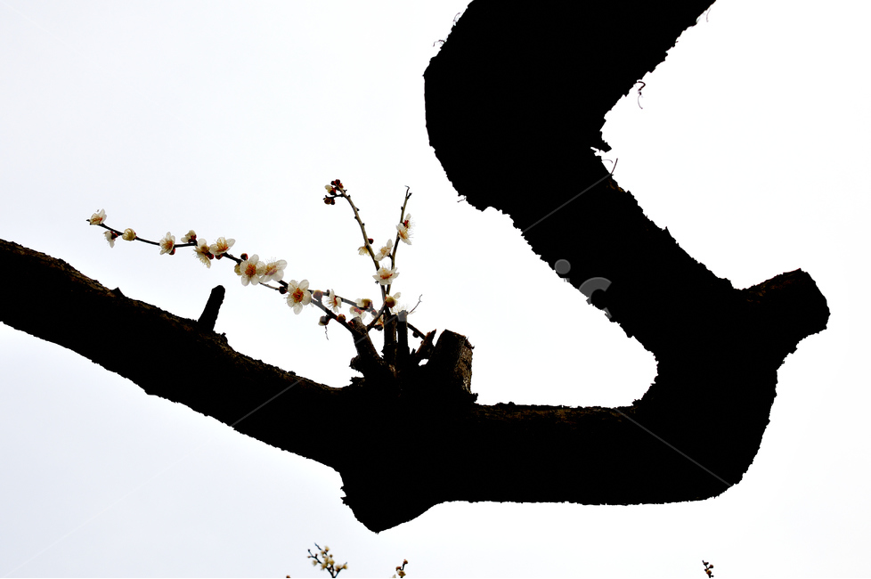 일지매,매화,꽃사진,봄,꽃,봄,계절,spring,season,식물,자연,plants,nature,꽃,flower,누끼,remove background