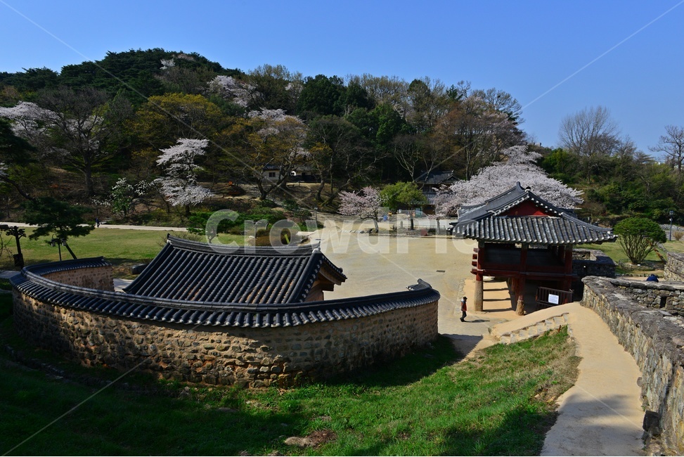 nature,자연,outdoors,옥외,경치,경관,풍경,고창,고창읍성,모양성,고창읍성봄,봄,계절,벚꽃,꽃