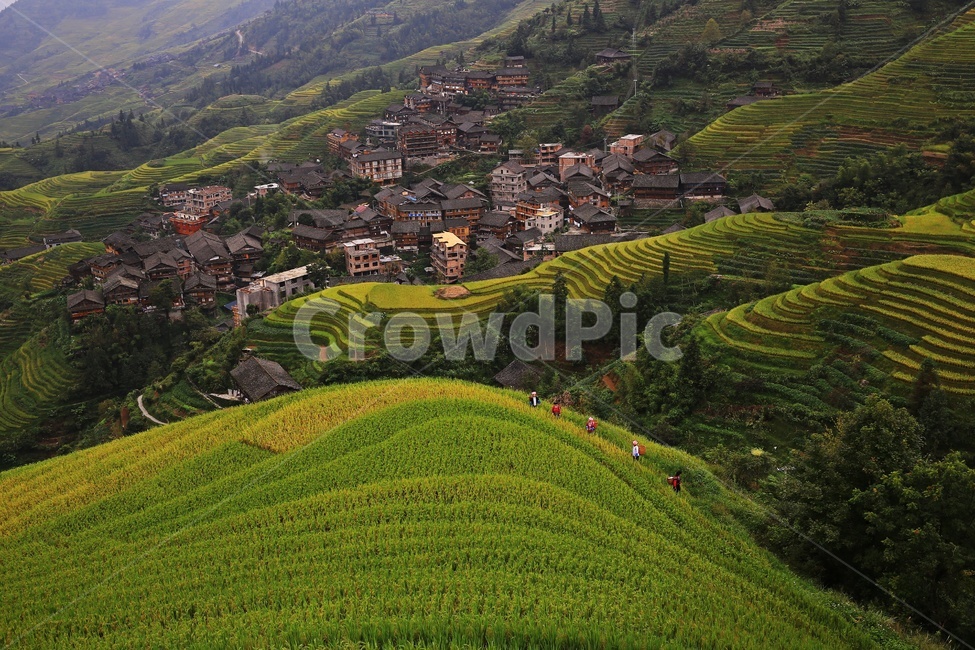 nature,자연,outdoors,옥외,scenery,풍경,landscape,경치,slope,경사,mountain,산,mountainrange,산맥,중국,계림,용척,용척제전,다랭이논,용척다랭이논,농업,농사,경작,농경지,집,가옥,사람,인간,원주민