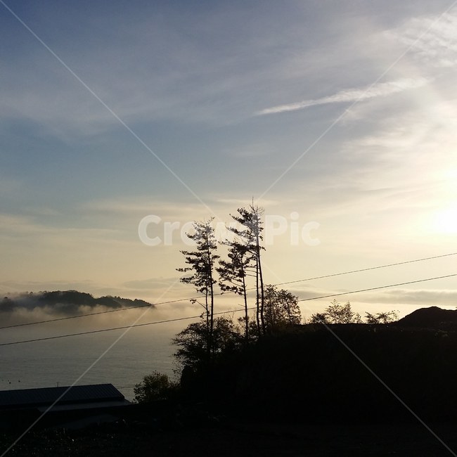 나무,바다,안개,새벽,바람,자연,풍경,nature,landscape,cable,케이블