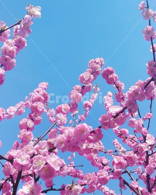 plant,식물,spring,봄,flower,꽃,blossom,벚꽃