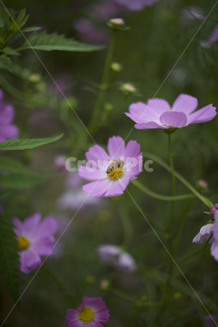 flower,꽃,꽃밭,벌,꿀벌,자연
