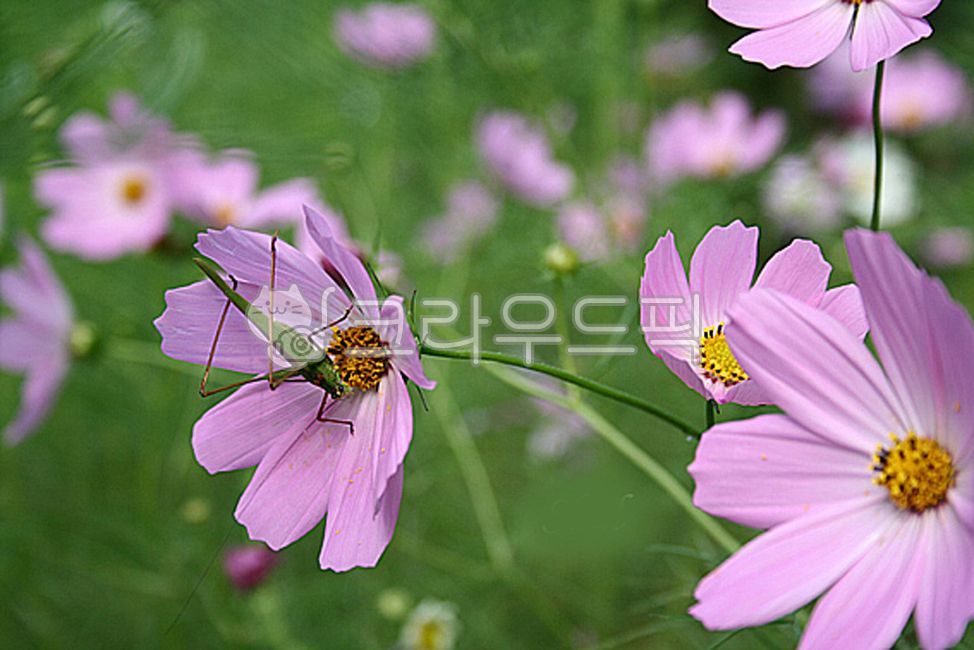 blossom,plant,insect,autumn,Cosmos,mantis,flower