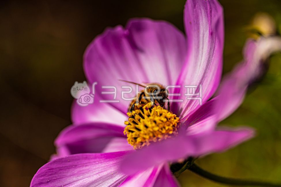 꽃,코스모스,가을,가을꽃,autumn,fall,cosmos,flower,10월,october,자연,nature,식물,plants,접사,클로즈업,closeup,macro,곤충,벌레,벌,꿀벌,honeybee,말벌,무척추동물,insect,bugs,apidae,bee,invertebrate,hornet,꽃잎,petal,floralleaf