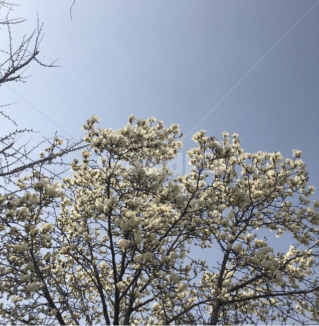 목련,꽃,나무,하늘,flower,식물,자연,plants,nature,꽃,flower