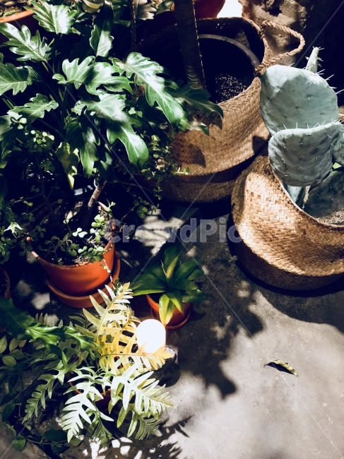 식물,선인장,전구,빛,화분,식물,자연,plants,nature