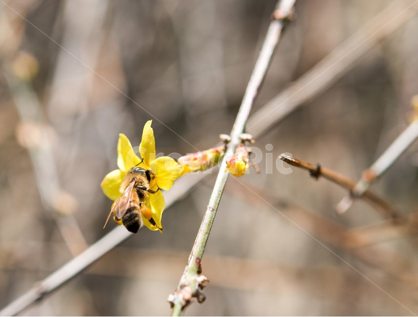 접사,개나리,벌꿀,꿀벌,봄꽃,봄,집중,크롭,봄,계절,spring,season,식물,자연,plants,nature,꽃,flower,동물,animal,곤충,벌레,insect,bug,invertebrate,무척추 동물,bee,벌,wasp,말벌,hornet,호넷,andrena,안드레 나,honey bee