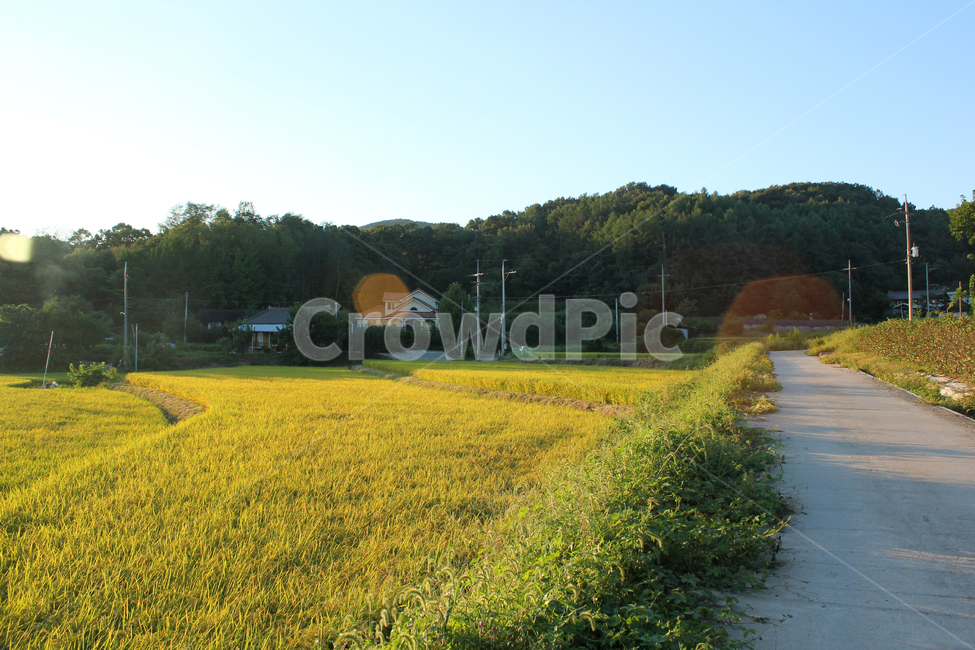 산,나무,숲,자연,식물,풍경,낮,파랑,블루,파란색,하늘,농촌,주택,농작물,논,농경지,벼,풀,잡초,길,도로,시멘트,콘크리트,시골길,녹색,그린,초록색,농사,가을,햇살,시골,마을,풍경,landscape,country,rural,town