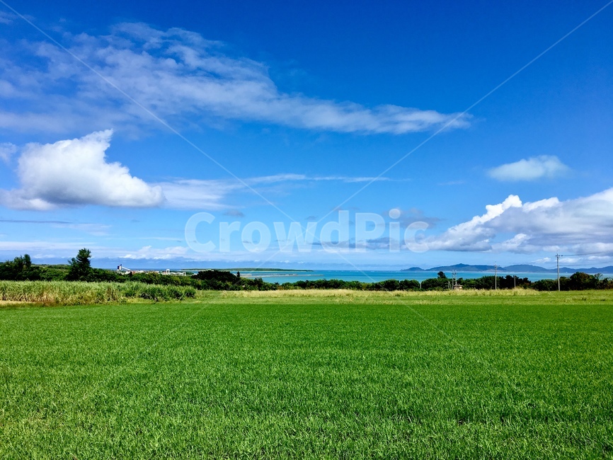 plant,grass,식물,잔디,nature,자연,outdoors,옥외,field,land,땅,섬,구름,하늘,푸른,파랑,녹색,산뜻한