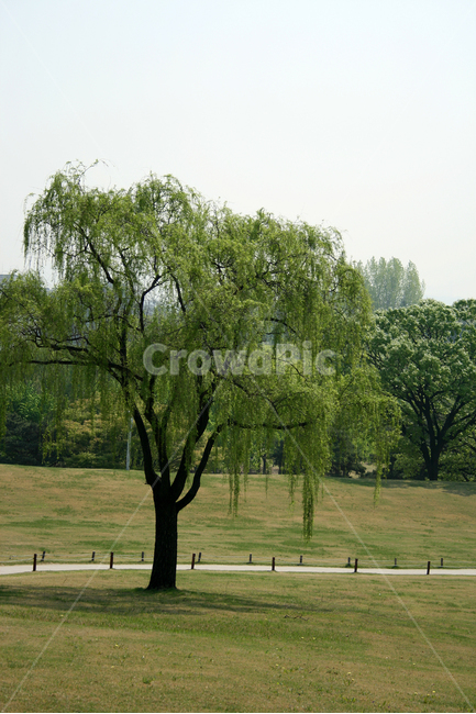 나무,봄,봄날,봄풍경,감성,spring,flower,공원,풍경,식물,새싹,잎,초록,봄,계절,spring,season,식물,자연,plants,nature,나무,trees,wood,tree,plant
