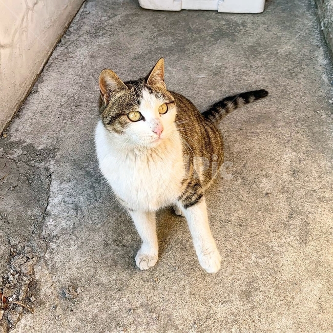 고양이,어리둥절,길고양이,귀여움,캣,cat,동물,동물,animal,포유류,mammal,고양이,cat,kitten,kitty