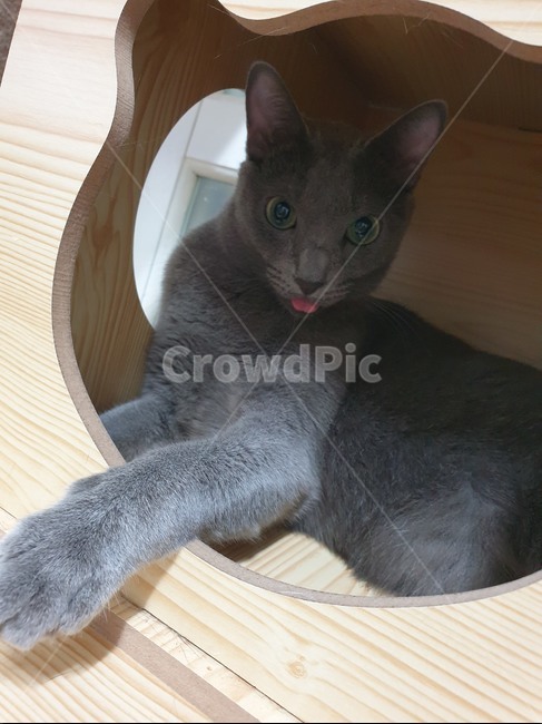 고양이,러시안블루,동물,반려묘,메롱,동물,animal,포유류,mammal,고양이,cat,kitten,kitty