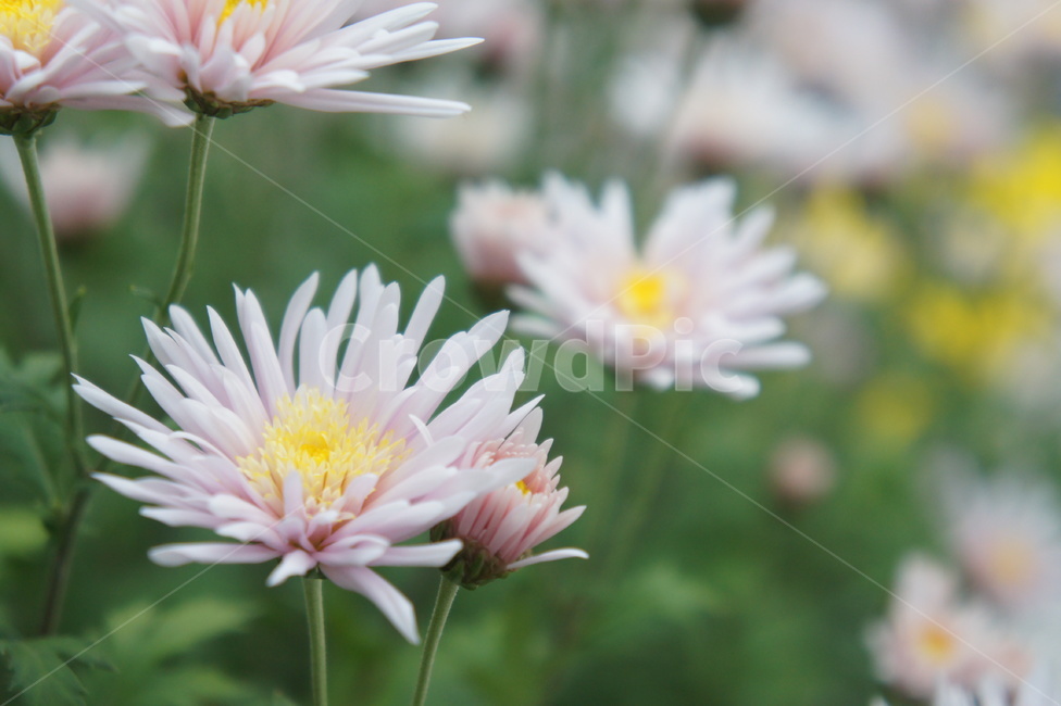 꽃,flower,분홍,봄,spring