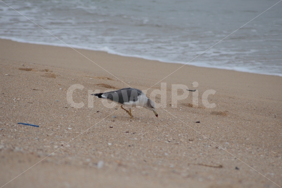 갈매기,동물,새,조류,바다,한마리,gull,sea,해변,해변가,바닷가,모래사장,해변,바다,beach,sea,동물,animal,조류,새,birds