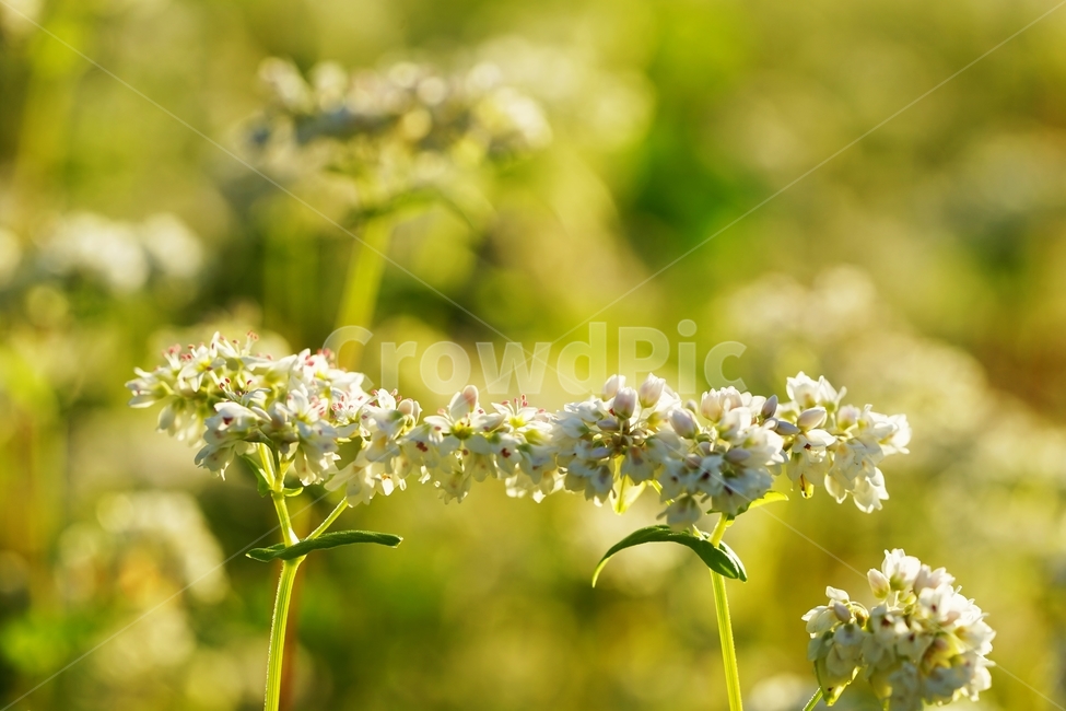 메밀,메밀꽃,메밀밭,흰메밀,흰메밀꽃,식물,자연,plants,nature,꽃,flower