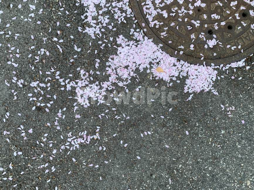 꽃,봄,벚꽃,이별,flower,spring,cherryblossom,farewell