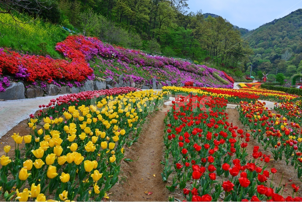 무등산,동적골,튤립축제,철쭉,노랑,빨강,봄,계절,패턴,tulip,튤립,plant,식물,blossom,flower,꽃,자연,풍경,nature,landscape