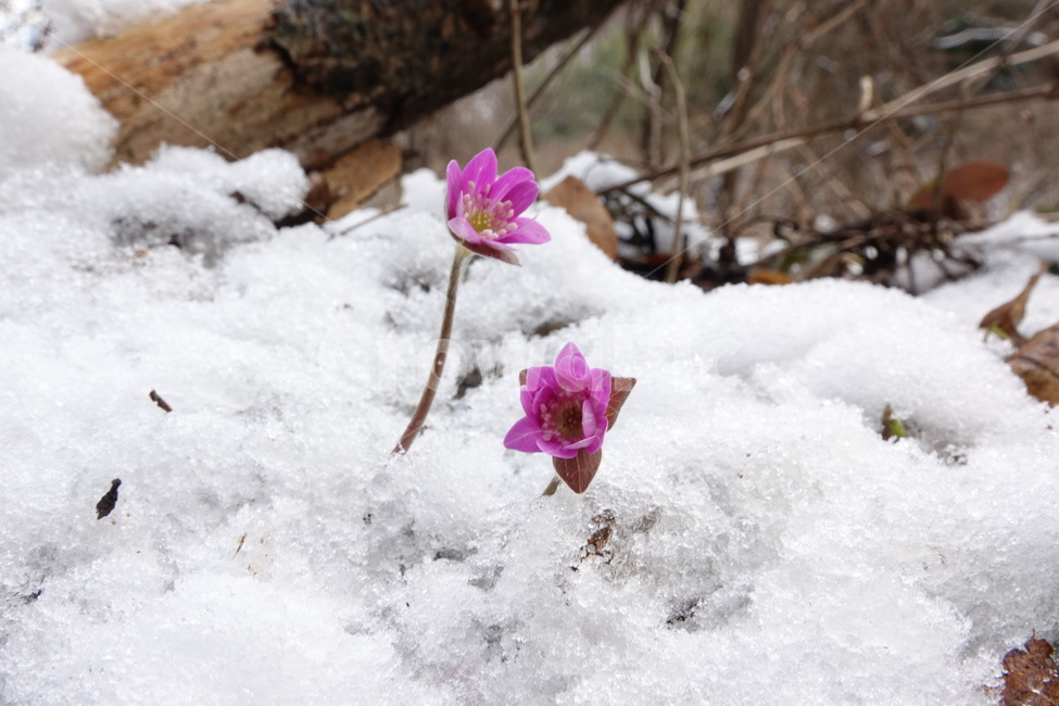 노루귀,야생화,꽃,봄,계곡,겨울,계절,winter,season,식물,자연,plants,nature,꽃,flower