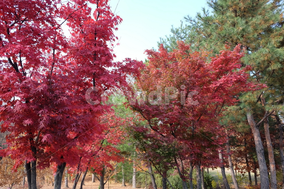 가을,단풍,나무,자연,풍경,단풍나무,잎,공원,가을,계절,fall,autumn,season,tree,plant,식물,maple