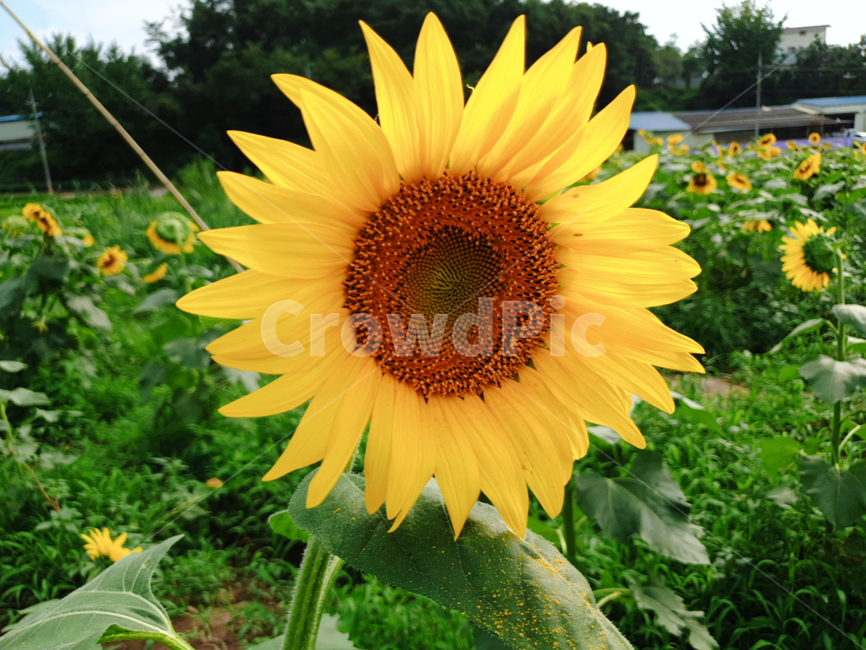 해바라기,꽃,flower,자연,sunflower,식물,식물,자연,plants,nature,꽃,flower