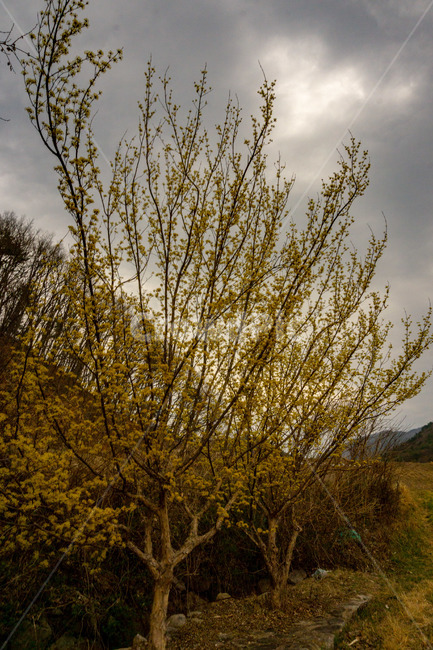 산수유,산수유꽃,산수유나무,노랑,풍경,꽃,봄,봄,계절,spring,season,자연,풍경,nature,landscape