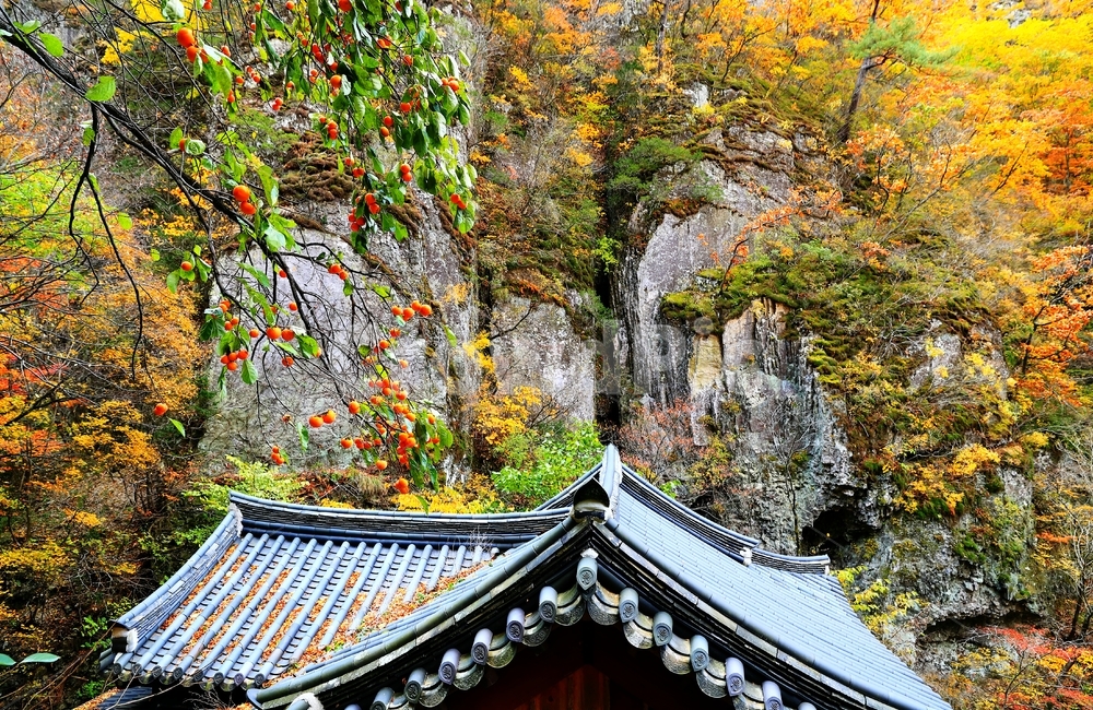 주왕산,주왕암,가을,단풍,감,산,가을,계절,fall,autumn,season,한국전통,한국문화,korean traditional,korean culture,roof,지붕