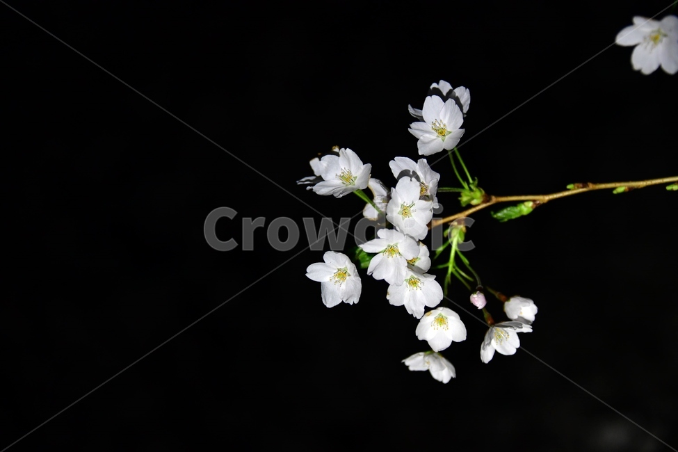 plant,식물,flower,blossom,꽃,야간,밤,벚꽃