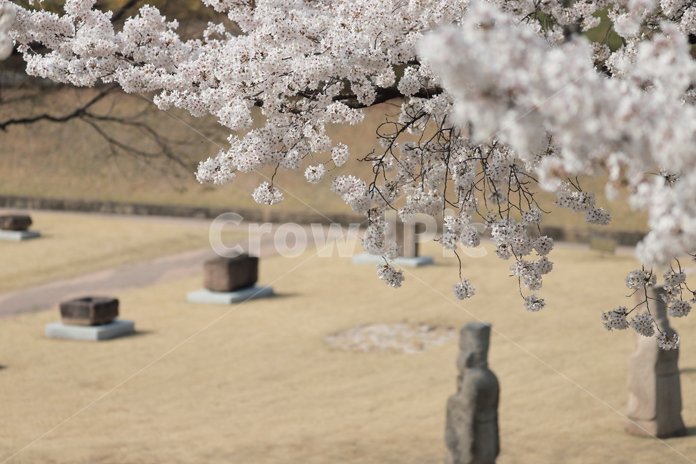 Cherry Blossom,campus,cherryblossom,relics,outdoor exhibition hall,flower,spring flowers,spring,museum,Cherry Blossom Ending