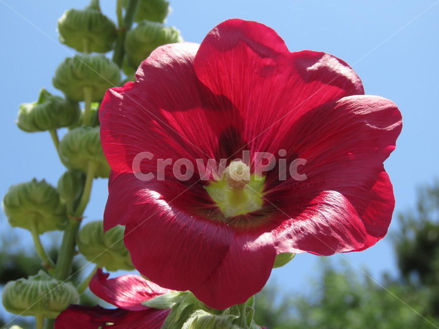 접시꽃,꽃,여름,자연,식물,근접,red,hollyhock,flower,plants,nature,식물,자연,plants,nature,꽃,flower