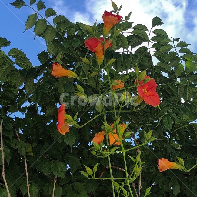 가을,꽃,식물,자연,하늘,덩굴,식물,자연,plants,nature,꽃,flower