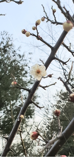 꽂,봄,식물,매실꽃,plant