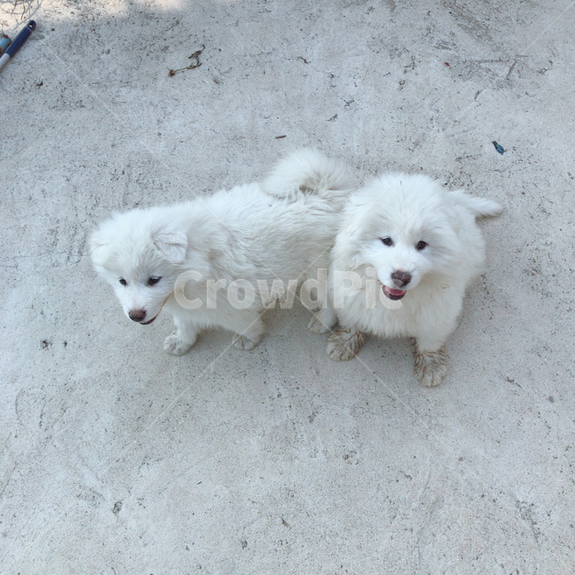 시골개,강아지,시골,똥강아지,개,흰강아지,동물,animal,포유류,mammal,개,강아지,dog,doggy