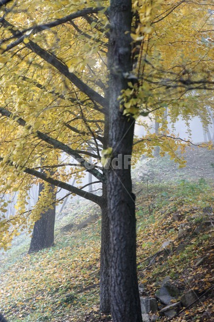 가을,은행나무,자연,나무,식물,감성,안개,단풍,풍경,자연풍경,nature,fall,autumn,trees,yellow,낙엽,가을,계절,fall,autumn,season,식물,자연,plants,nature,나무,trees,wood,tree,plant,tree trunk,나무 줄기