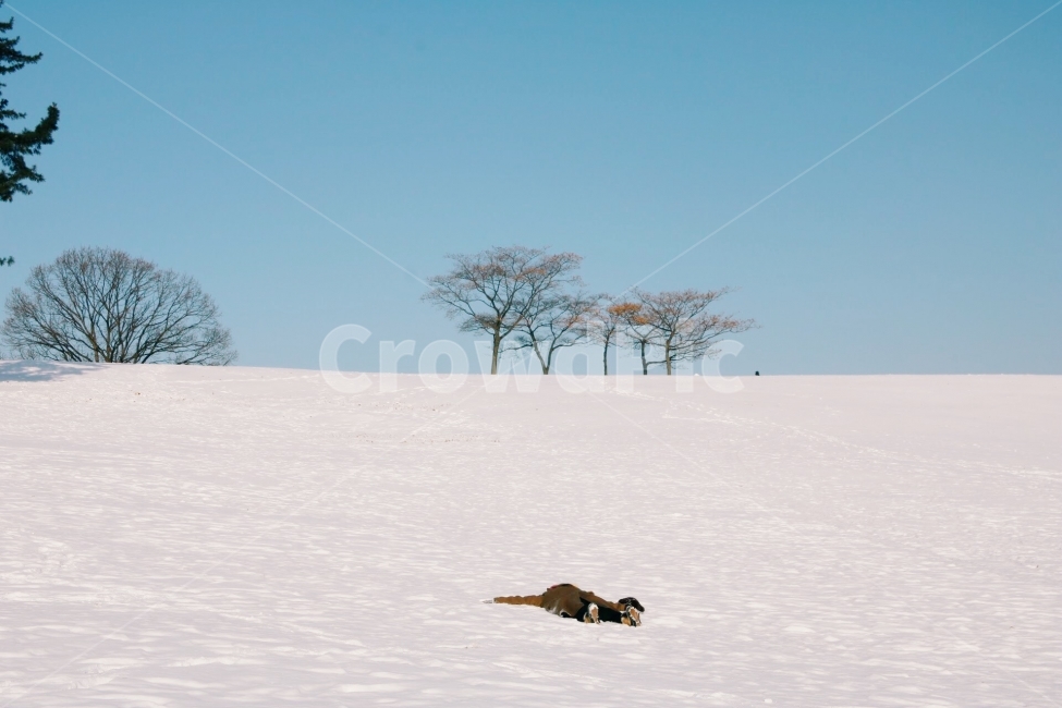 설경,겨울,눈,감성,감성사진,winter,snow,season,사람,풍경,겨울왕국,올림픽공원,한국,겨울,계절,winter,season,사람,인물,인간,human,person,감성,sensible,feeling